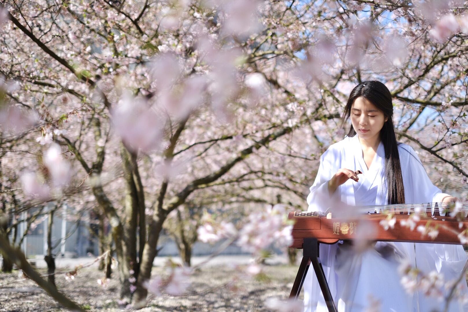 Jingting Cai spielt Guzheng unter Kirschblüten